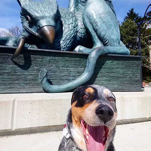 happy dog sitting in front of the Gryphon statue