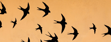 swallows