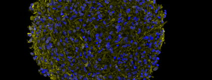 Cell Image