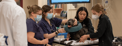 students and dog